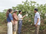 Nông dân chủ động “né” mùa ổi rớt giá
